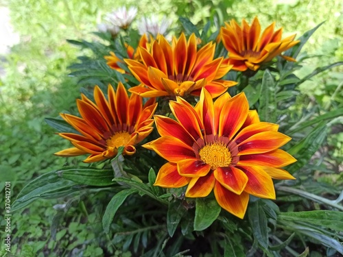 orange chrysanthemum flowers