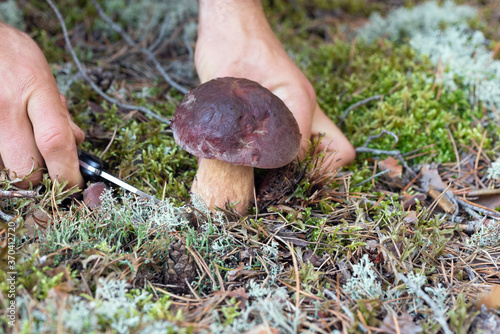 Person (only hands) is picking pine bolete mushroom in the forest