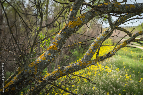 Beautiful spring landscape in which the leaves begin to leave in the trees while the ground is cloaked with colourful wildflowers