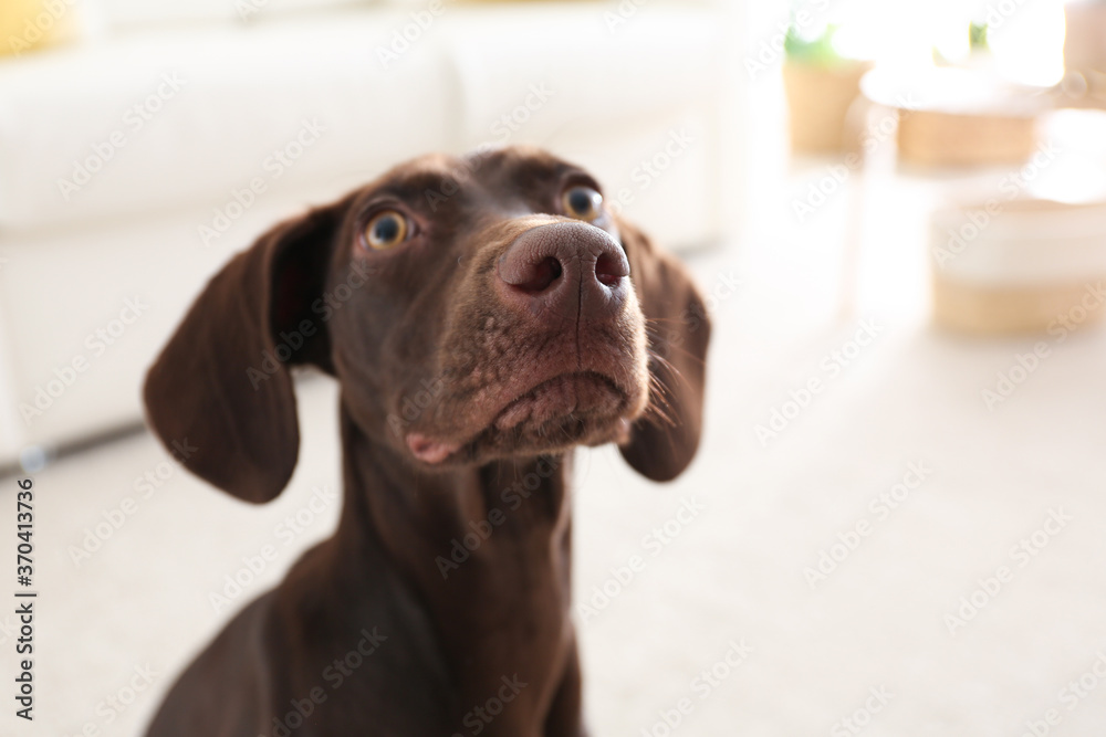 Beautiful brown German Shorthaired Pointer dog at home Beautiful brown German Shorthaired Pointer dog at home