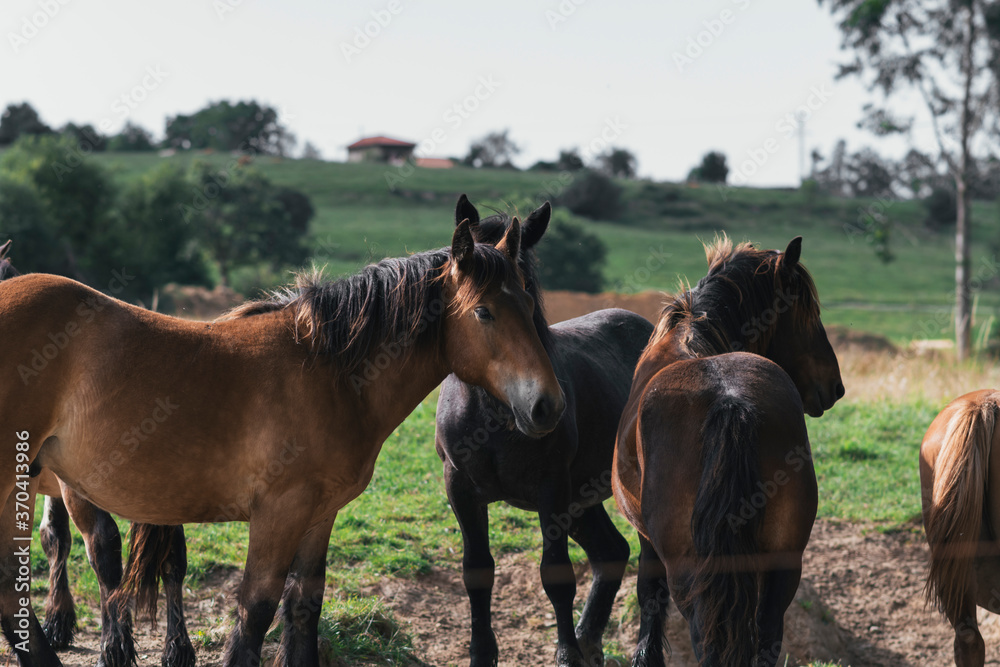 Fototapeta premium Horses grazing and roaming freely