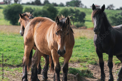 Fototapeta Naklejka Na Ścianę i Meble -  Horses grazing and roaming freely