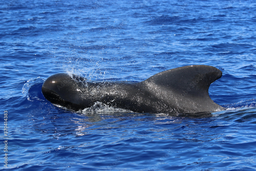 Fototapeta premium Long-finned pilot whale, Globicephala melas, Grindwal