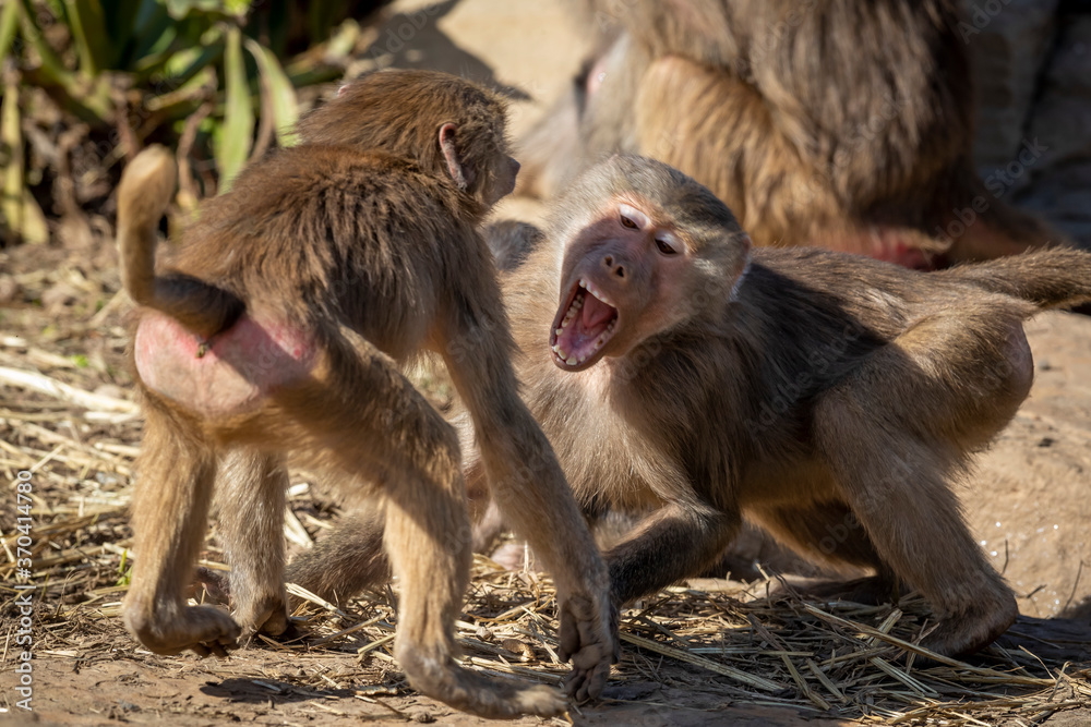 Naklejka premium Two adolescent Hamadryas Baboons playfully fighting