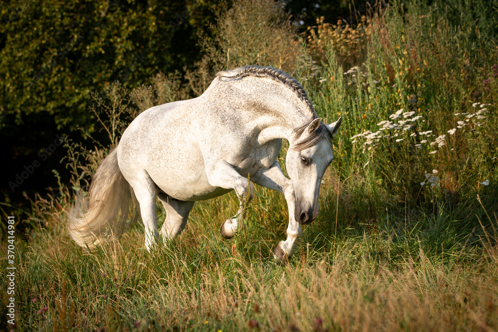 Fototapeta premium Lusitano spielt auf der Weide
