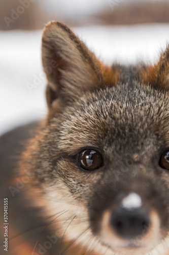 Grey Fox (Urocyon cinereoargenteus) Looks Forward Extreme Closeup Winter photo