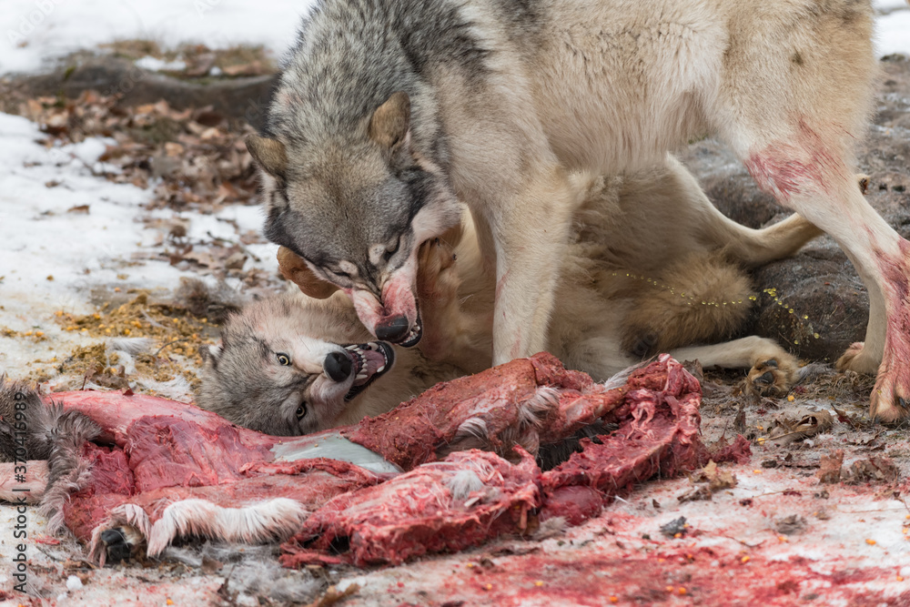 Fototapeta premium Grey Wolf (Canis lupus) Urinates Submissively Under Agressive Pack Member at White Tail Deer Corpse Winter