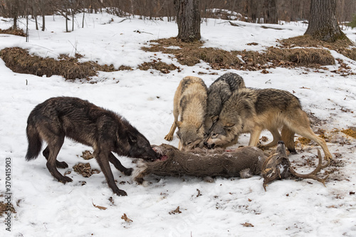 Grey Wolf Pack (Canis lupus) Argues Over White Tail Deer Corpse Winter © geoffkuchera