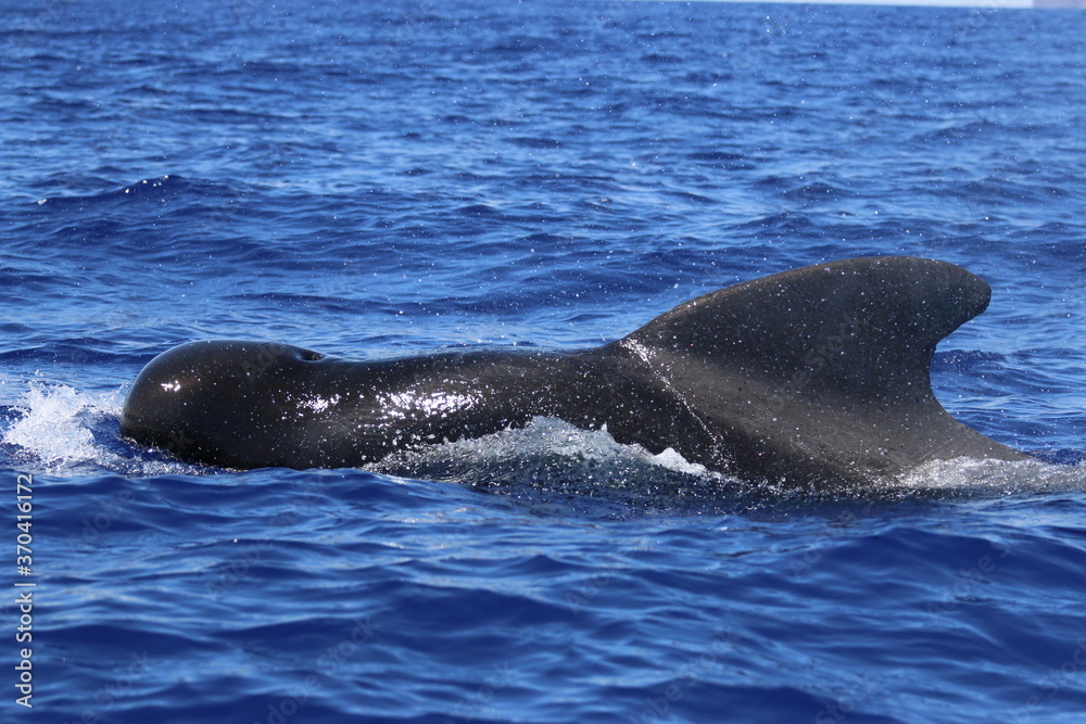Fototapeta premium Long-finned pilot whale, Globicephala melas, Grindwal