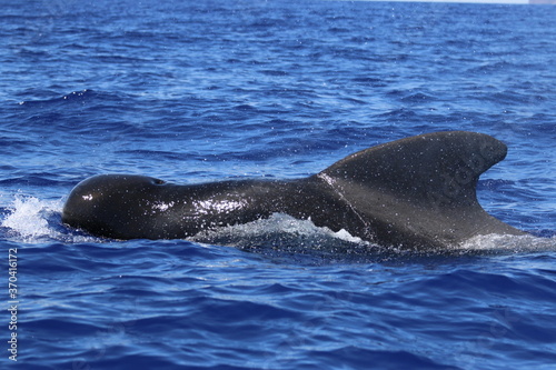 Long-finned pilot whale, Globicephala melas, Grindwal