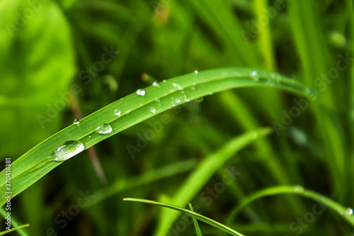 Vivid green grass after rain with crystal clear water drops on it.
