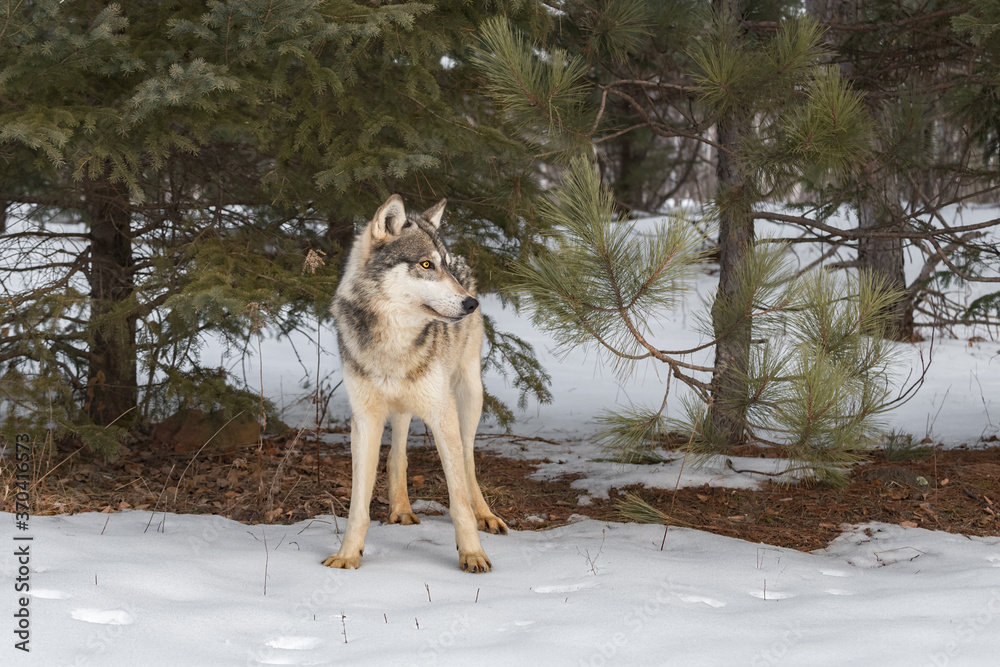 Fototapeta premium Grey Wolf (Canis lupus) Stands in Front of Pine Trees Winter