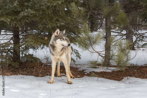 Grey Wolf  Canis lupus  Stands in Front of Pine Trees Winter