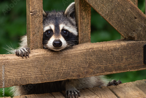 Mother raccoon peeking through deck rails before climbing up on weathered wooden deck. photo