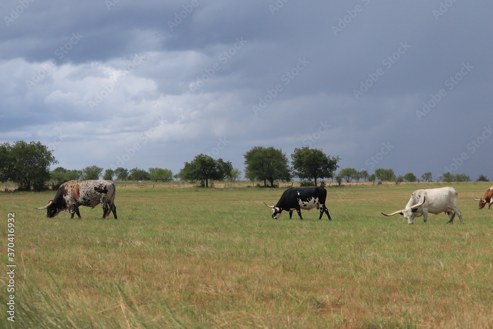 Landscape photo of cattle in the pasture on a texas ranch Landscape photo of cattle in the pasture on a texas ranch