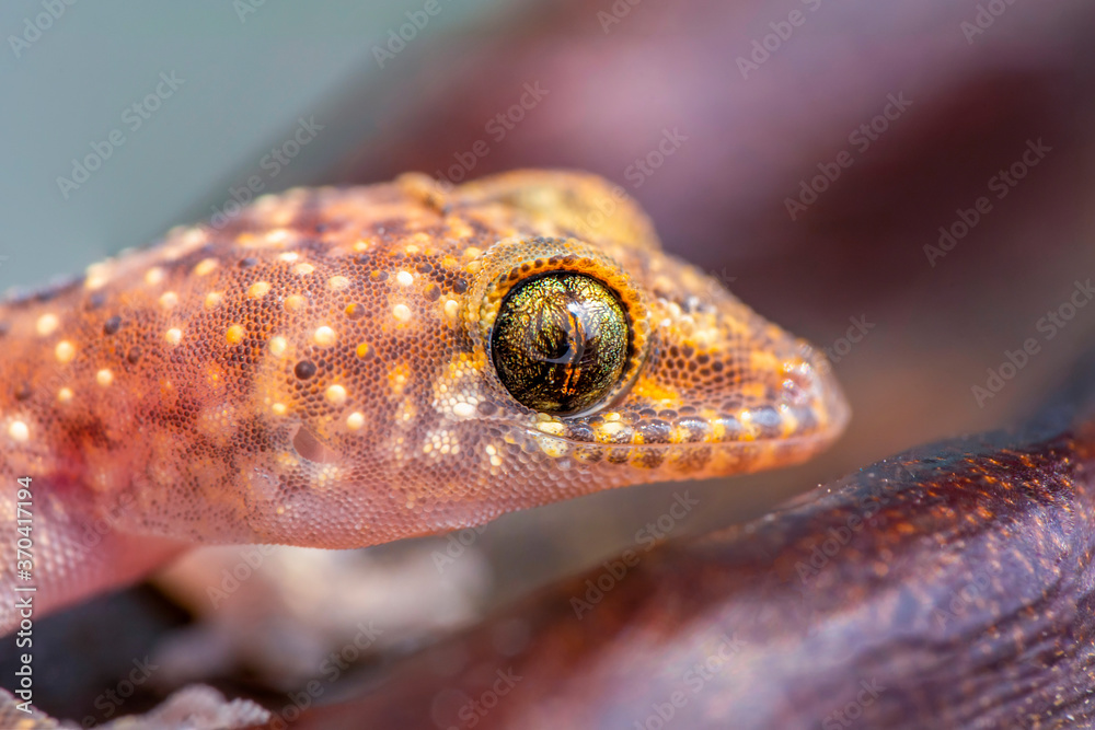 Closeup Beautiful gecko in the garden Closeup Beautiful gecko in the garden