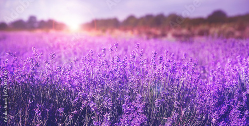 Beautiful sunlit lavender field  closeup. Banner design