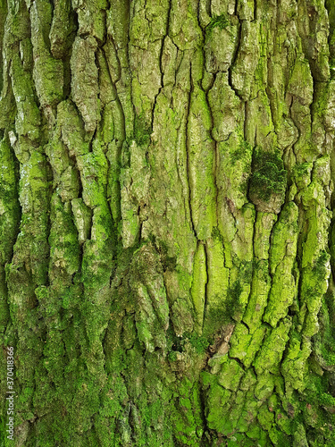 tree bark texture with green moss on trunk