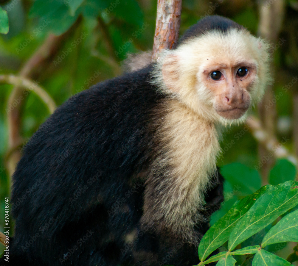 Naklejka premium Small Monkey in a Tree