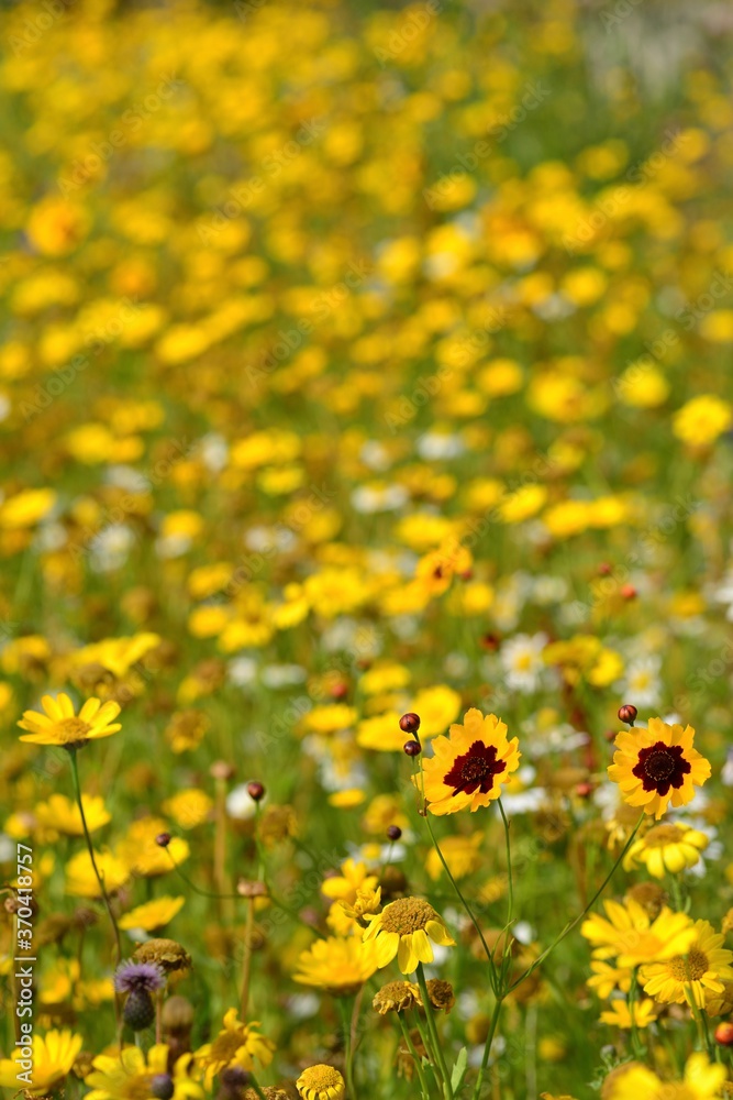 Wildflower meadow, Jersey, U.K. Summer yellow flowers and plants.