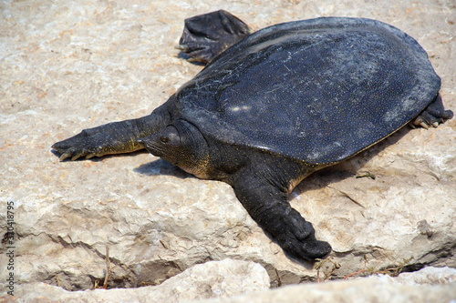 Nile Softshell Turtle (Trionyx triunguis).  Big Terrapin.