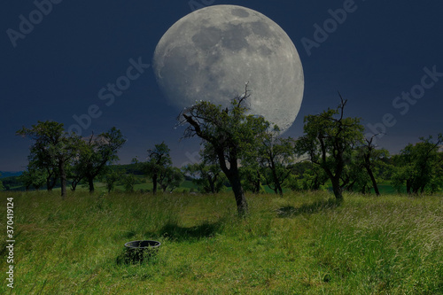 moon and tree