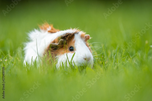 adult guinea pig in grass