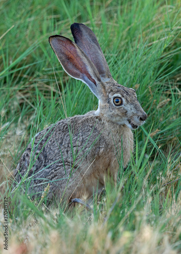 Rabbit at California grassland © kgrif