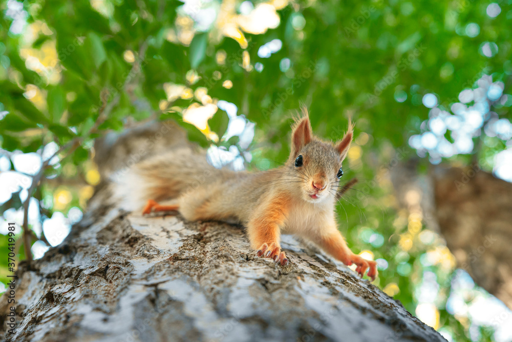 Red squirrel looks down on a tree. Red squirrel looks down on a tree.