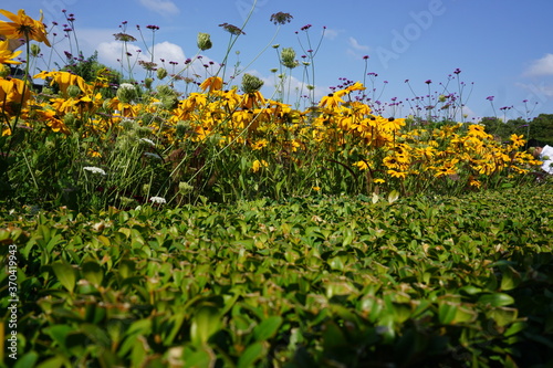 Green grass yellow flowers