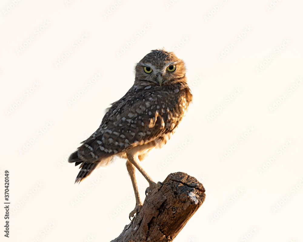Burrowing Owl on tree limb perch Burrowing Owl on tree limb perch
