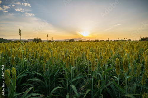 Corn fields in Chalcatzingo Morelos 2
