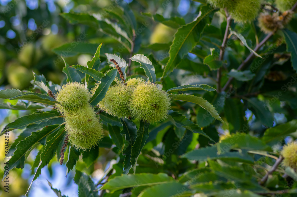 Castanea sativa ripening fruits in spiny cupules, edible hidden seed nuts hanging on tree branches