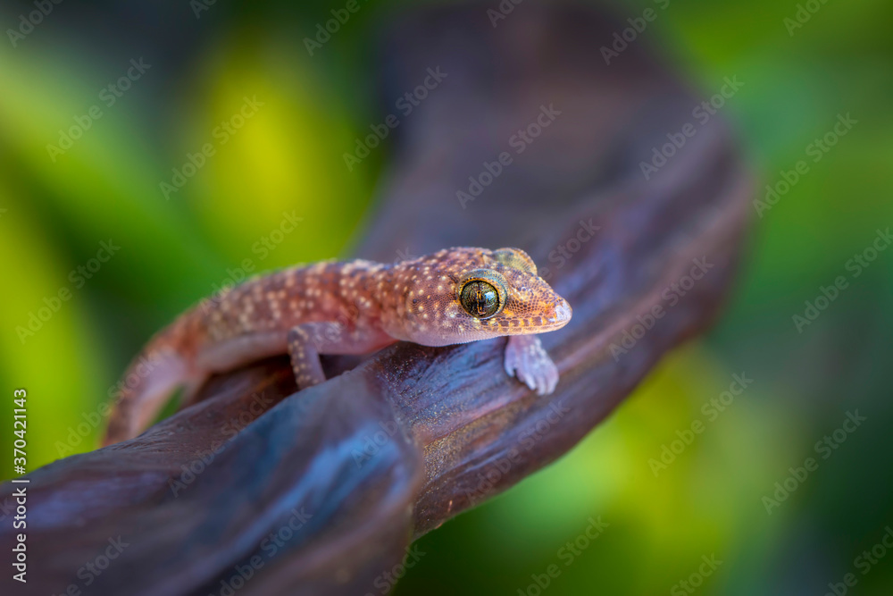 Closeup Beautiful gecko in the garden Closeup Beautiful gecko in the garden