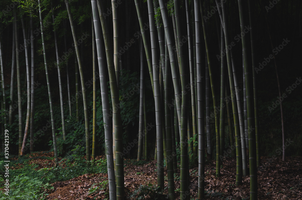 bamboo forest in the morning in china bamboo forest in the morning in china