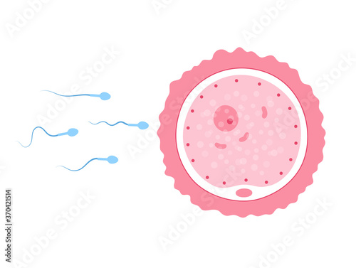 Reproductive system concept
