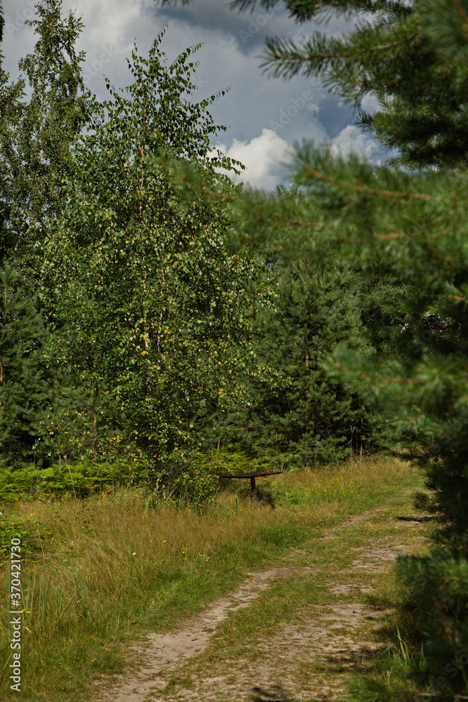 Fototapeta premium Forest country road in central Russia.