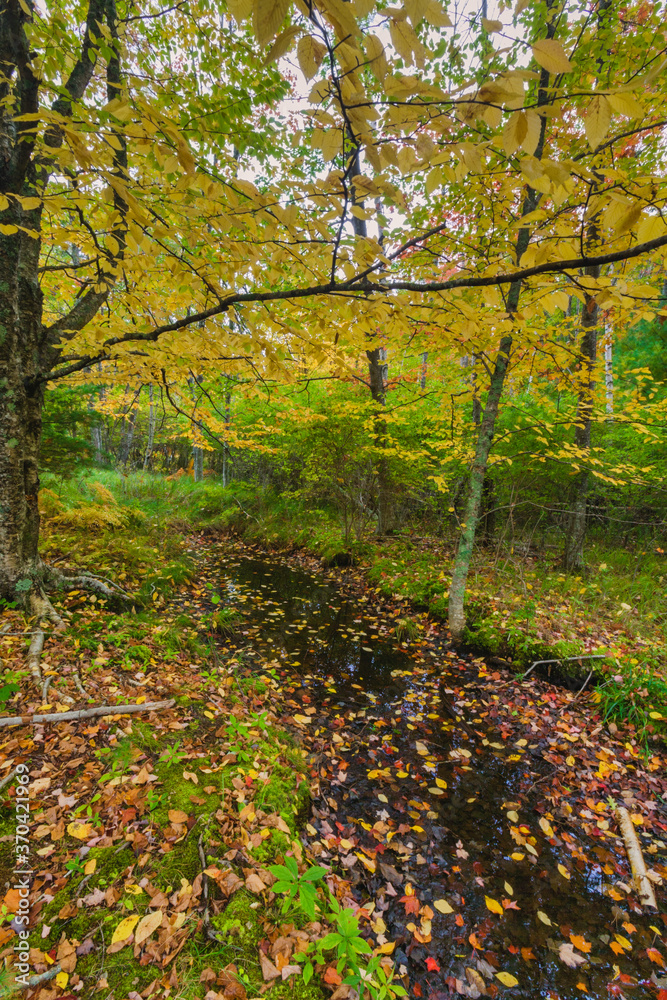 Autumn Leaves in Stream, Sieur de Monts Area, Acadia National Park, Maine Autumn Leaves in Stream, Sieur de Monts Area, Acadia National Park, Maine