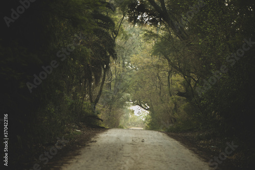 Obraz na płótnie Hermoso tunel de arboles en el campo