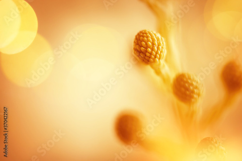 Autumn blurred nature background. Silhouettes of plants against sunset backgr...