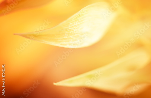 Autumn blurred nature background. Silhouettes of plants against sunset backgr...
