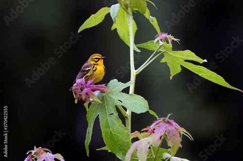Prairie warbler perched on tree on cloudy day with dark background Setophaga discolor photo