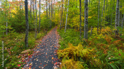 Schilderij op canvas Path, Sieur de Monts Nature Center area, Acadia National Park, Maine