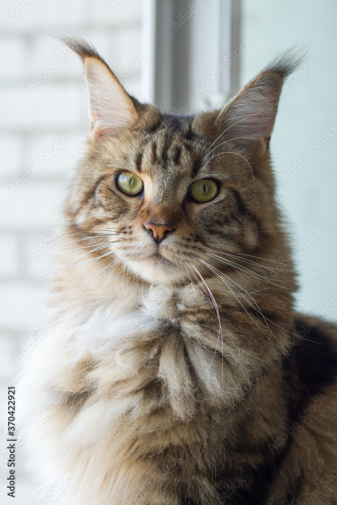 Close-up portrait of Maine Coon cat sitting on window-sill in minimalistic kitchen, selective focus