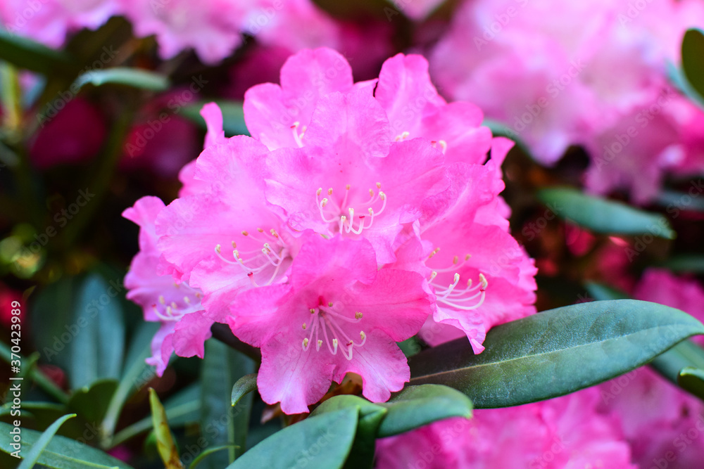 Blooming pink rhododendron bush close-up. Blooming pink rhododendron bush close-up.