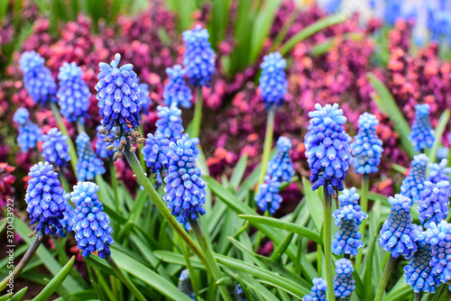 Mouse hyacinths, muscari close-up. 