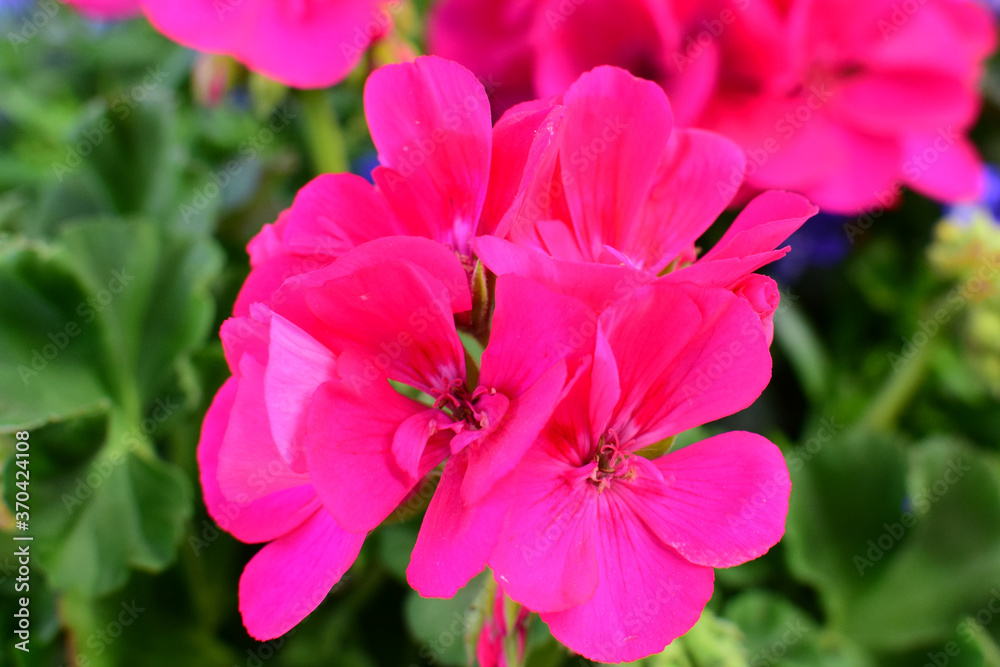 Flowers of bright pink pelargonium in a flower bed. Close-up.