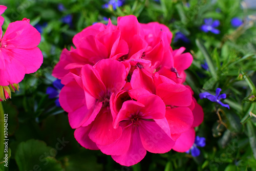 Flowers of bright pink pelargonium in a flower bed. Close-up.