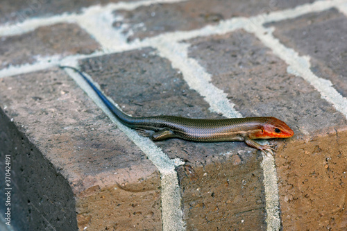 Macro young male orange brown and blue Five-lined Skink Eumeces fasciatus lying on red and brown bricks in shade photo