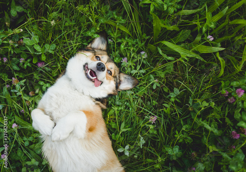 happy and funny, smiling welsh corgi pembroke dog laying down on a grass, with a tongue out, laying down on the back